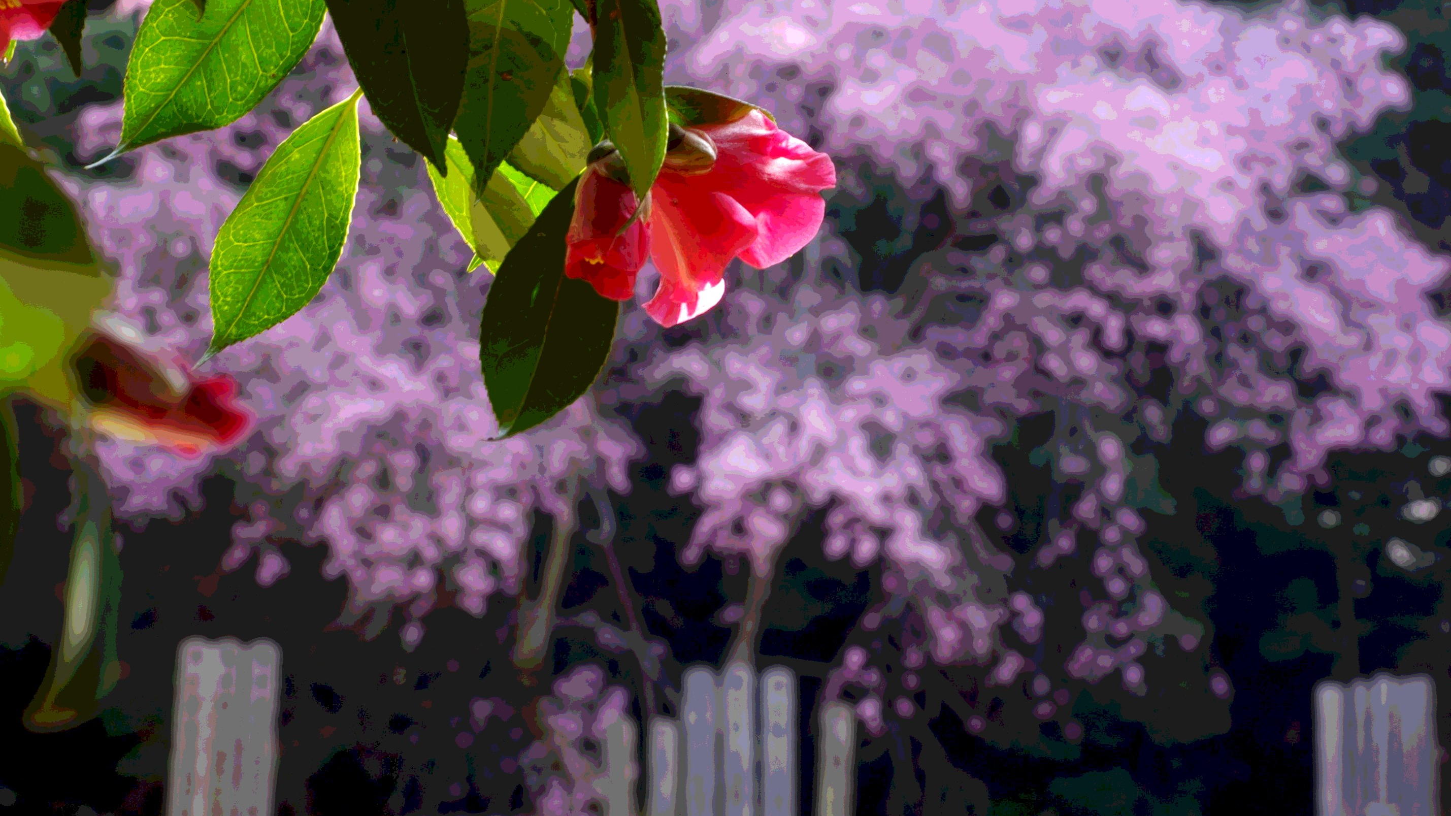 ���u�c�o�L