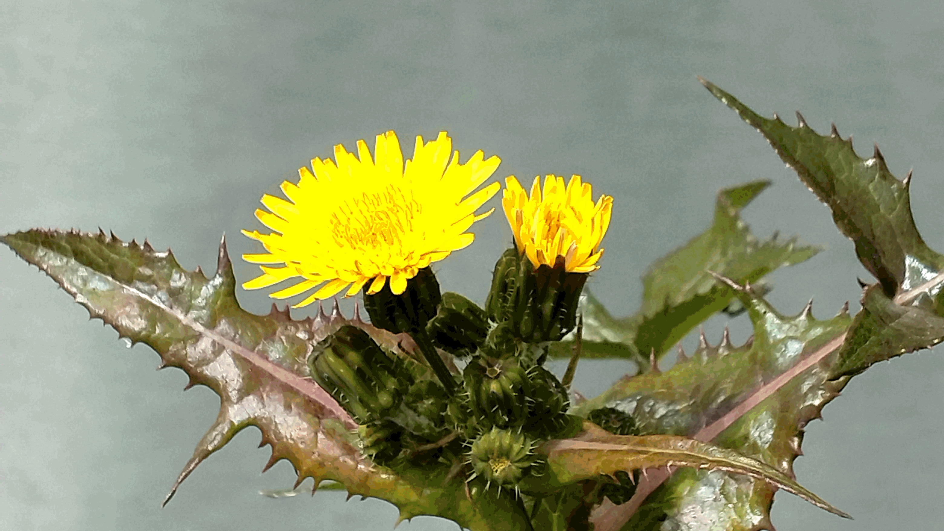 �I�j�m�Q�V